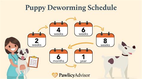 Deworming Schedule For Puppies A typical puppy deworming schedule is administered by a veterinarian at 2, 4, 6, and 8 weeks of age, then again near the 6-month mark