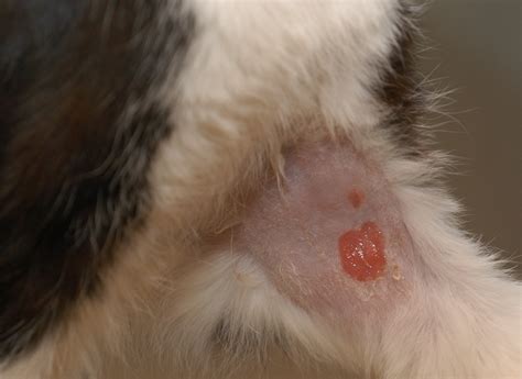  Diagnosing Cancer in Cats In the case of any type of cancer, proper staging is imperative to appropriate treatment