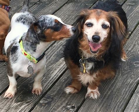  Diamond Dachshund Rescue of Texas is a rescue organization, operated primarily volunteers, in the heart of Texas that is dedicated to the health, welfare, and happiness of our dachshund friends