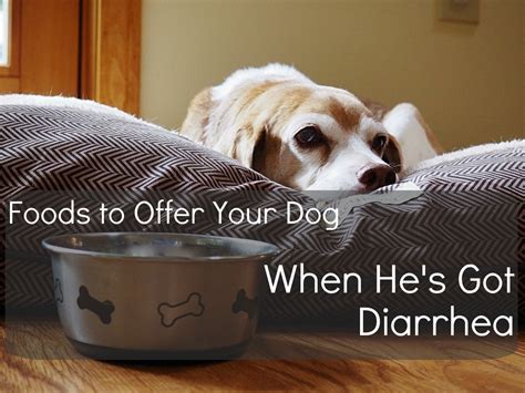  Diarrhea Diarrhea is a common issue in dogs and can be caused by many different things