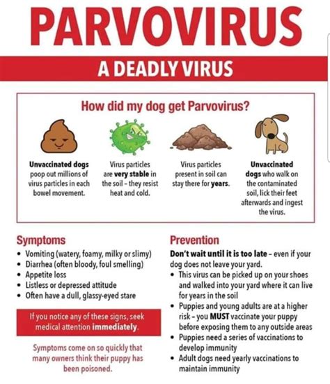  Diarrhea can even be a symptom of potentially deadly viral infections like distemper and parvo
