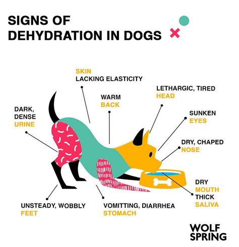  Diarrhea causes dehydration, so give the dog water frequently Simple foods Once the fast is over, give the dog simple or bland foods