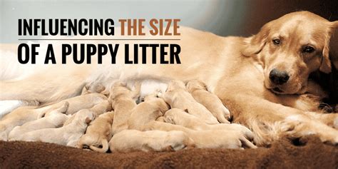  Diet and nutrition can also influence the number of puppies in a litter