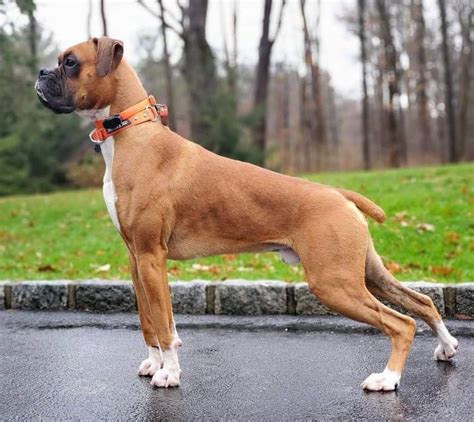  Different breeders charge different prices for their Boxers, which can be influenced by factors including color, size, gender, and more