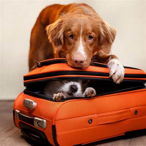  Different dogs will respond differently to travel, so do your research before planning a trip with your pet