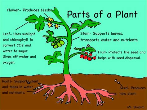  Different parts of the plant have been utilized across diverse applications including for fiber, fuel, nutrition and medicine 1