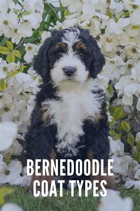  Different types of Bernedoodle puppy will have different levels of Puppy coat