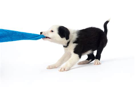  Discourage Nipping Puppies playing with other pups will nip out of sheer playfulness