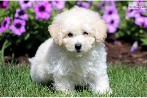  Discover more about our Bichon Poo puppies for sale below! More of a crossbreed if you may and they do take on the features of the parents