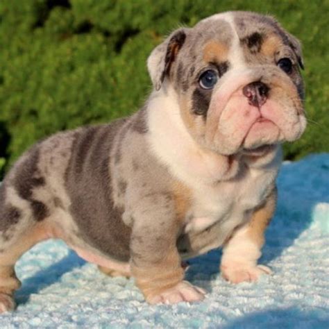  Discover more about our English Bulldog puppies for sale below! The shuffling gait is a result of this selection since the dog needed to be able to withstand severe shaking and thumping without having its spine or ribs broken