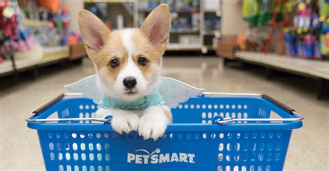  Discover our selection of small animals and bring home a new small pet from a PetSmart store