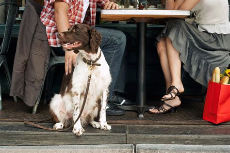  Discover the dynamic dog-friendly scene in Delaware, featuring inviting restaurants, spacious dog parks, and engaging dog shows