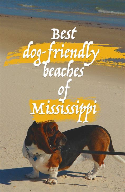  Discover the dynamic dog-friendly scene in Mississippi, featuring inviting restaurants, spacious dog parks, and engaging dog shows