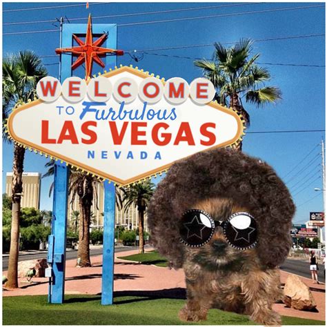  Discover the exciting dog-friendly scene in Las Vegas, featuring welcoming restaurants, luxurious pet hotels, and beautiful dog parks
