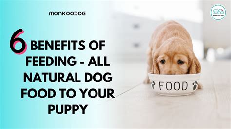  Discover these simple recipes that are packed with so many benefits for your pup