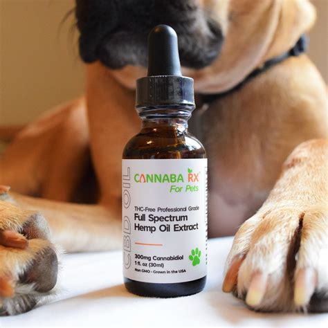  Discuss with your vet how CBD oil may help in the case of your dog