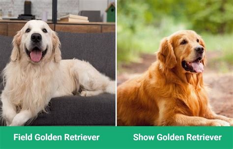  Disparities exist between the working and show Goldens, as well as between males and females