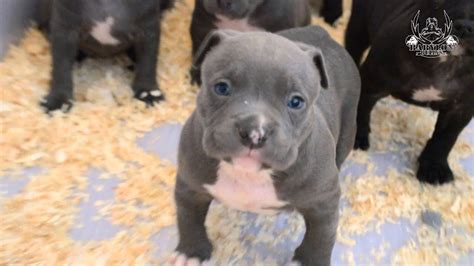  Disposition Although they may look intimidating, American Bully puppies for sale are actually very good-natured, extremely loyal dogs that love children and make great family pets