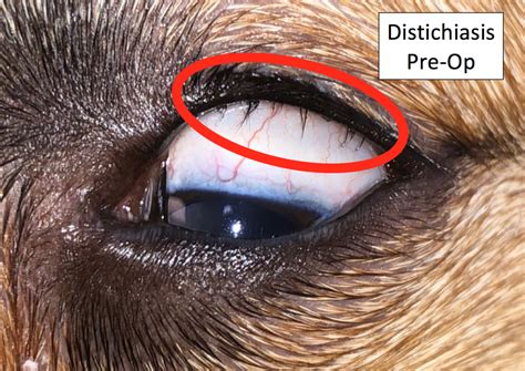  Distichiasis In dogs, distichiasis, or the appearance of additional eyelashes, is a disorder in which hairs develop in an odd location on the eyelid