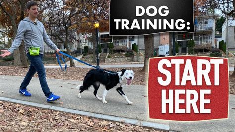  Distraction training is a crucial component of training, but first, they focus on the fundamentals and give your dog the chance to lay a solid foundation