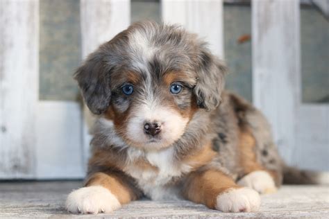  Dixie Lane Doodles of Ohio We specialize in raising beautiful tri-colored and merle Mini Bernedoodle puppies with outstanding tan points