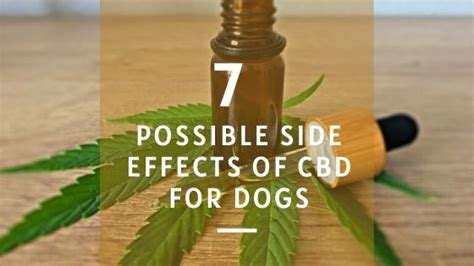  Dizziness As with any medication, there are potential side effects of CBD for dogs