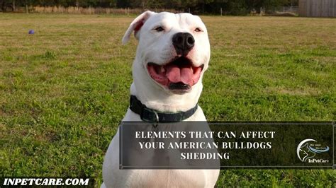  Do American Bulldogs shed a lot? Since they do not have a lot of fur, they do not shed a lot and owners will not have a lot of hair to clean up, unlike many other dog breeds