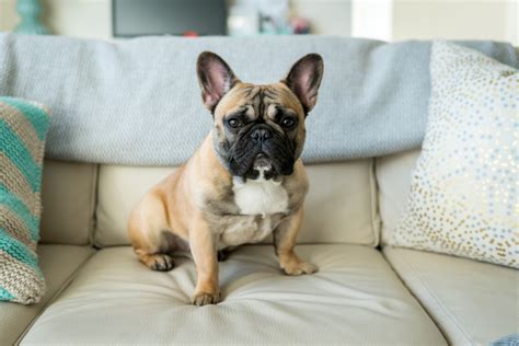  Do Black French Bulldogs Shed? Black French Bulldogs, like any other Frenchie tend to shed throughout the year, more so in the spring and fall