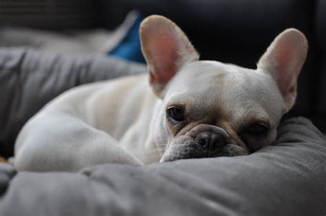  Do French Bulldogs Nap a Lot? Many people regard Frenchies as a lazy breed, but that is because they love napping a lot