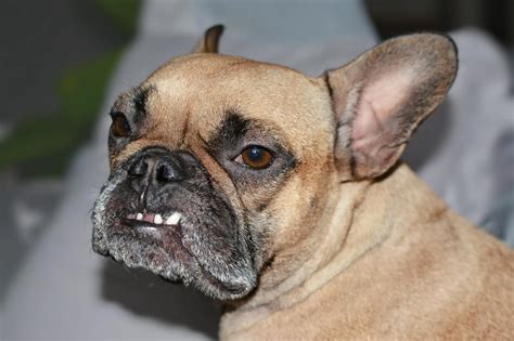  Do French Bulldogs bite a lot? But with time, they will get over this behavior