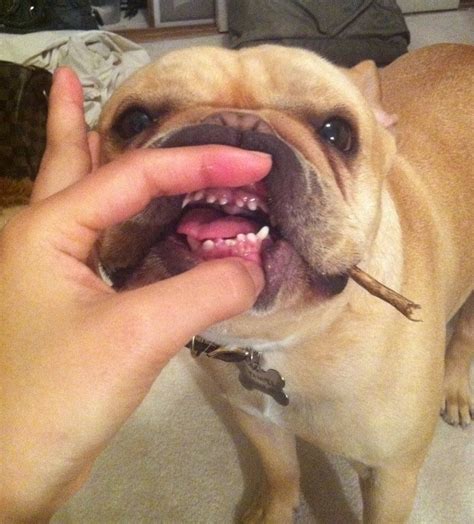  Do French Bulldogs lose their baby teeth? Just like humans, Frenchies do lose their baby teeth