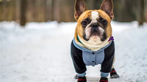  Do French Bulldogs need winter coats? Do French Bulldogs need jackets though? Is a winter coat an essential purchase for your Frenchie? I would say yes, French Bulldogs do need winter coats dependent on the weather conditions