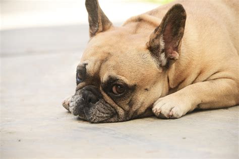  Do French Bulldogs shed much during the year? Just like most other dogs, French Bulldogs do shed during the year, but not much