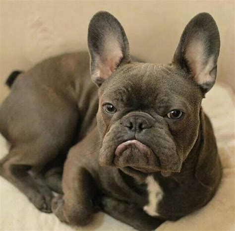  Do Frenchies sleep through the night? While some adult Frenchies comfortably sleep at night, in most cases young Frenchies have trouble sleeping at night, but this improves as they age