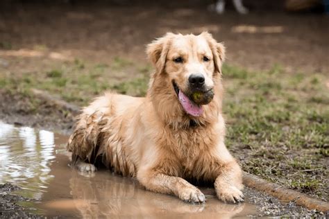  Do Golden Retrievers smell? Golden Retrievers often smell bad because of its thick water-resistant coat