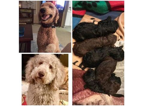  Do Wilmington Poodle puppies for sale have special dietary needs? Poodles do have some special dietary needs due to their unique physiology