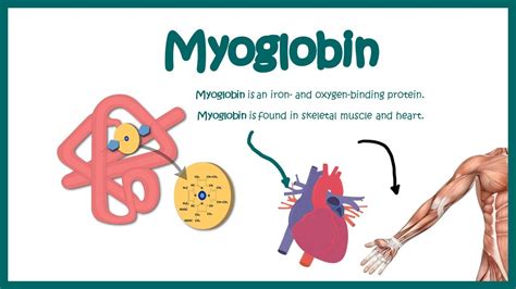  Do it yourself Myoglobin Cubes Myoglobin carries and stores oxygen in muscle cells