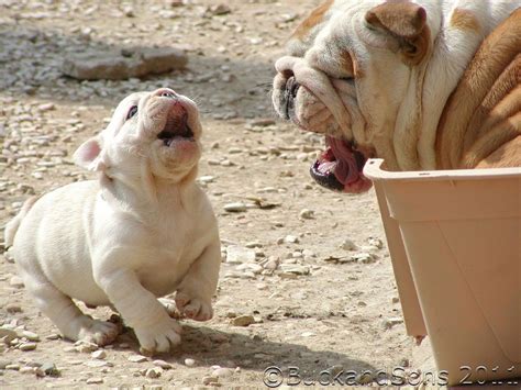  Do not leave the English Bulldog mother and her puppies alone