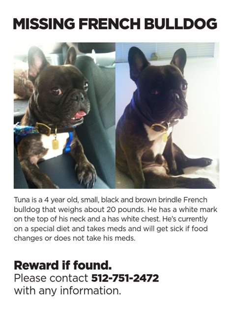  Do not limit rewards to your French Bulldog to just when he follows your commands
