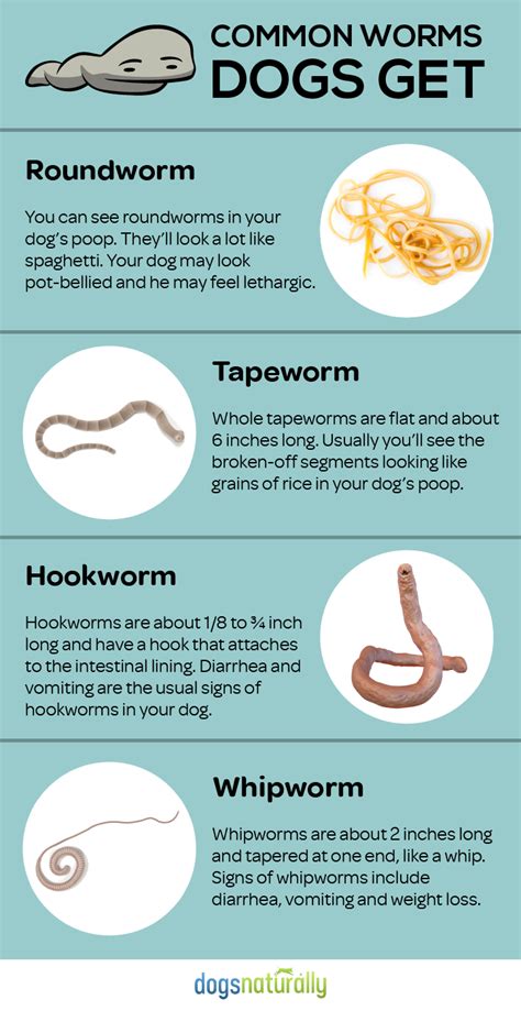 Do not worm your puppy without consulting your veterinarian