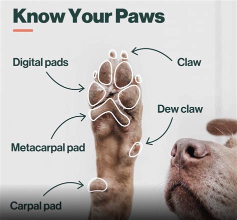  Do their paws look big next to the rest of their body? They may still have room to grow as this is a classic puppy feature! A dog rarely grows to be larger than their parents, so this will provide you with a general idea of their final adult size