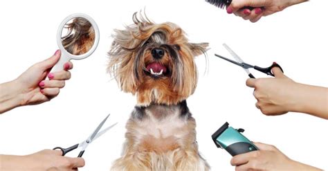  Do they require a lot of grooming? If you are not a fan of cutting hair, then you have made the right selection of choosing a Bulldog