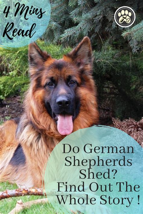  Do they shed a lot? Yes, German Shepherds sheds heavily all year round and blows the thick, dense fur under its harsh topcoat twice a year