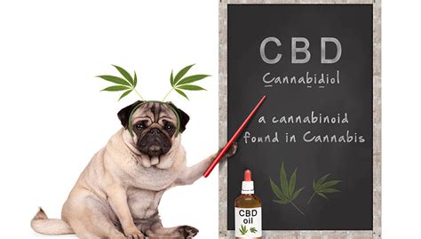  Do veterinarians recommend CBD? Speak to your vet before adding CBD to your dog