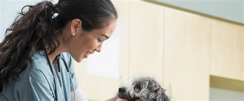  Do veterinarians recommend CBD for cancer in dogs? For a multi-faceted approach that combines natural CBD oil with conventional cancer treatments, you may want to consult an integrative veterinarian
