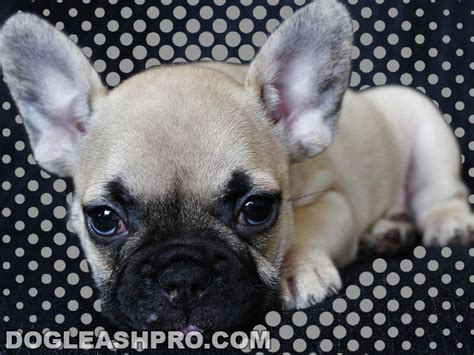 Do you have Micro French Bulldog puppies in Dallas? Do you have Micro French Bulldog puppies in Austin? Do you have Micro French Bulldog puppies in Texas? Yes, we have Micro French Bulldog puppies ready for new homes in Texas
