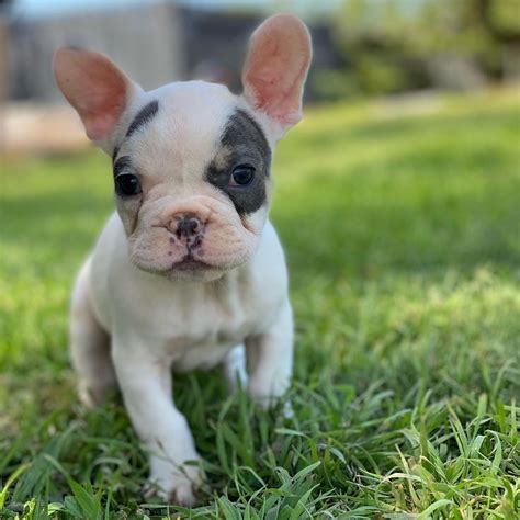 Do you have Micro French Bulldog puppies in Houston? Please contact us for availability for colors, sex, pictures, video or schedule a FaceTime