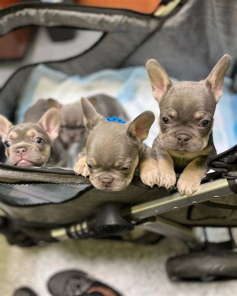  Do you only match me with French Bulldog breeders in San Francisco? When you use the Uptown Puppies network, you can set your preferences to specific areas or according to your budget and preferences