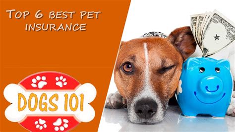 Do you want to find the best pet insurance? Let