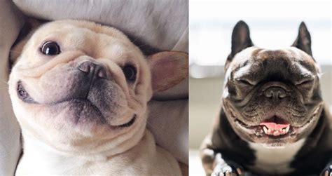  Do your best at scheduling for you and your Frenchie to live your best lives